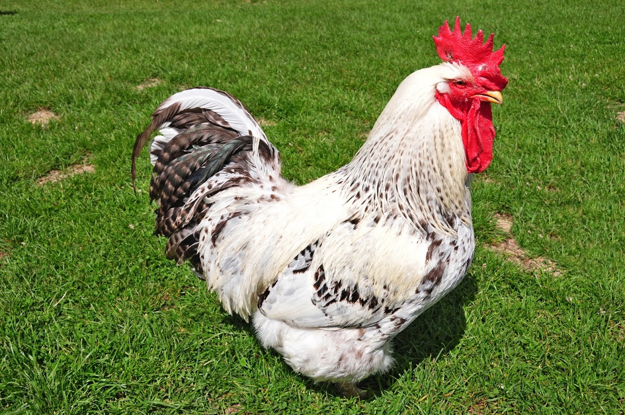 Extra Tall Deluxe Poultry Electric Net On Sale - Keep Your Hens Safe